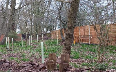 The Long Shaw Tree planting project